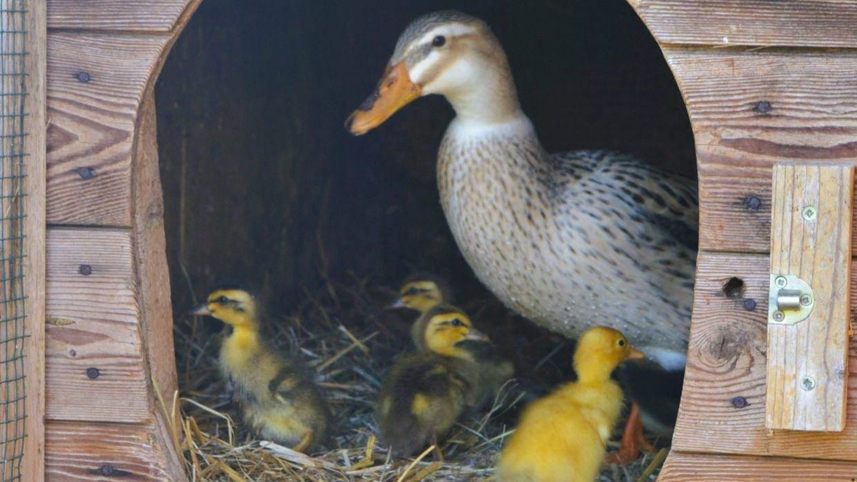 Foto: Eine Ente schaut aus einem aus dem runden Eingang eines Holzverschlags