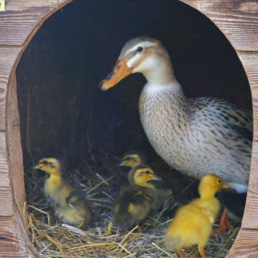 Foto: Eine Ente in einem Holzhaus zusammen mit vier Küken