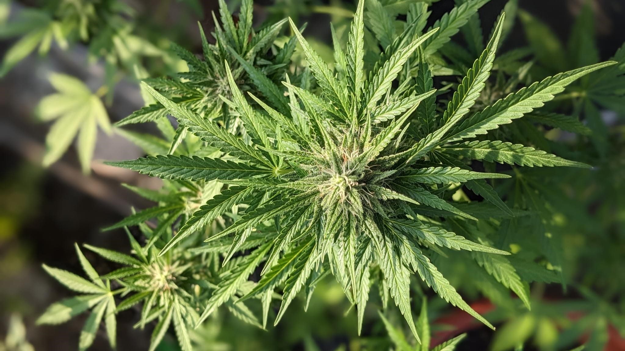 Foto von einer Hanfpflanze von oben