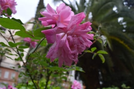 Foto einer rosa Rose