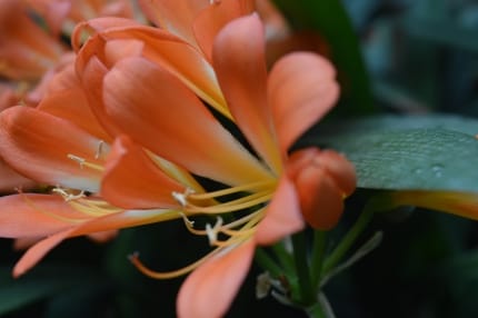 Foto einer orangen Blume