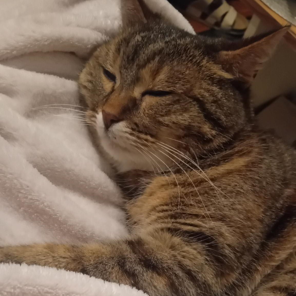 Foto: Eine Katze liegt auf einer weichen Decke und hat die Augen nur halb geöffnet